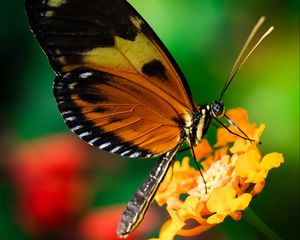 Preview wallpaper tiger heliconian, butterfly, macro, flower