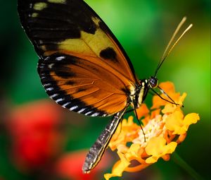 Preview wallpaper tiger heliconian, butterfly, macro, flower