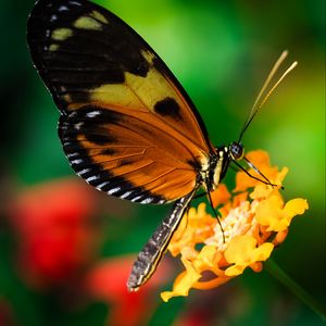 Preview wallpaper tiger heliconian, butterfly, macro, flower