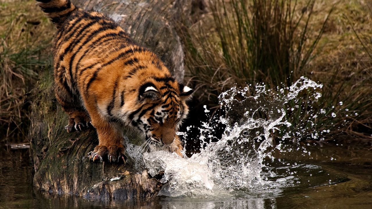 Wallpaper tiger, hunting, water, spray, paw