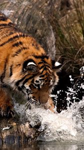 Preview wallpaper tiger, hunting, water, spray, paw