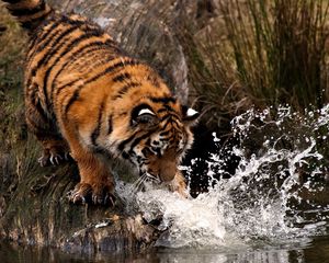 Preview wallpaper tiger, hunting, water, spray, paw