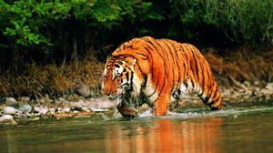 Preview wallpaper tiger, hunts, water
