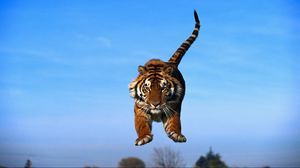 Preview wallpaper tiger in a jump, blue sky, tiger, predator