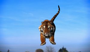 Preview wallpaper tiger in a jump, blue sky, tiger, predator