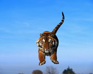 Preview wallpaper tiger in a jump, blue sky, tiger, predator