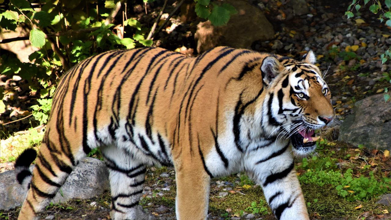 Wallpaper tiger, jaws, predator, animal
