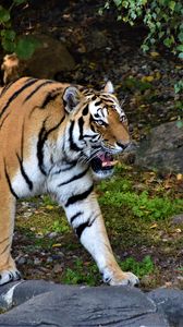 Preview wallpaper tiger, jaws, predator, animal