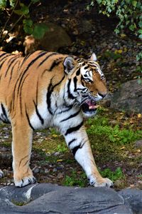 Preview wallpaper tiger, jaws, predator, animal