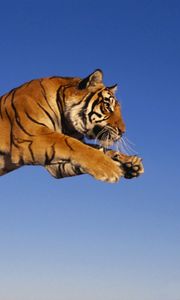 Preview wallpaper tiger, jump, predator
