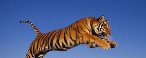 Preview wallpaper tiger, jump, predator