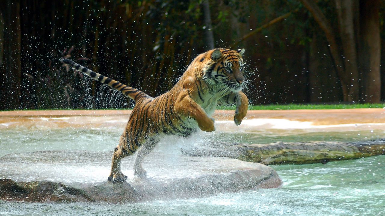 Wallpaper tiger, jump, water, predator