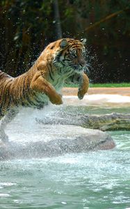 Preview wallpaper tiger, jump, water, predator