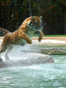 Preview wallpaper tiger, jump, water, predator