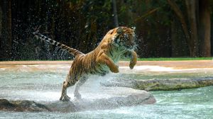 Preview wallpaper tiger, jump, water, predator