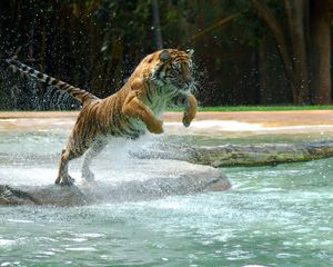 Preview wallpaper tiger, jump, water, predator