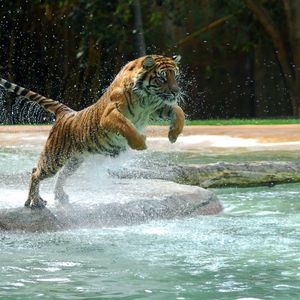 Preview wallpaper tiger, jump, water, predator