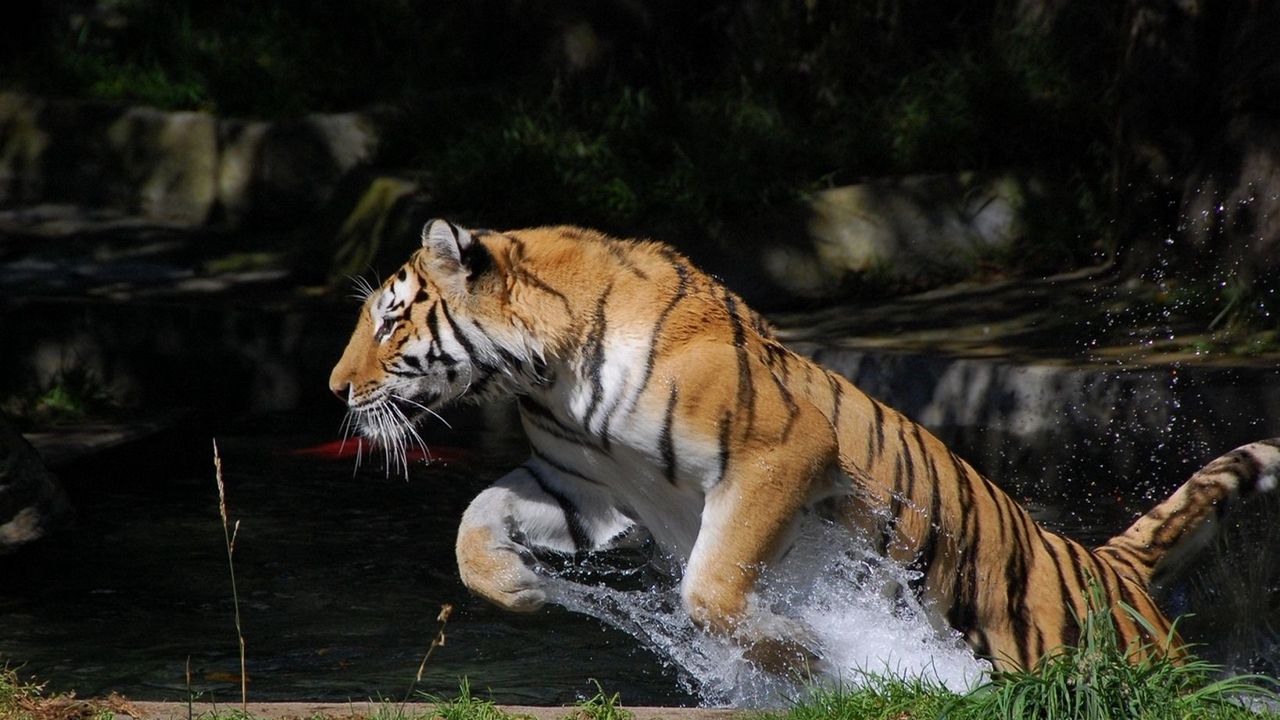 Wallpaper tiger, jump, water, splash