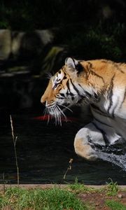 Preview wallpaper tiger, jump, water, splash