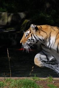 Preview wallpaper tiger, jump, water, splash