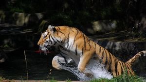 Preview wallpaper tiger, jump, water, splash