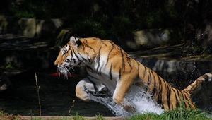 Preview wallpaper tiger, jump, water, splash