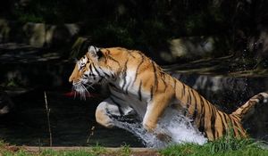 Preview wallpaper tiger, jump, water, splash