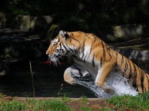 Preview wallpaper tiger, jump, water, splash