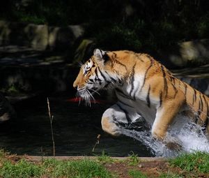 Preview wallpaper tiger, jump, water, splash