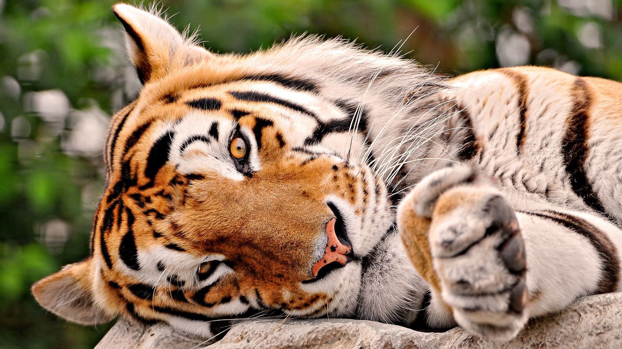 Wallpaper tiger, kind, lie, paw