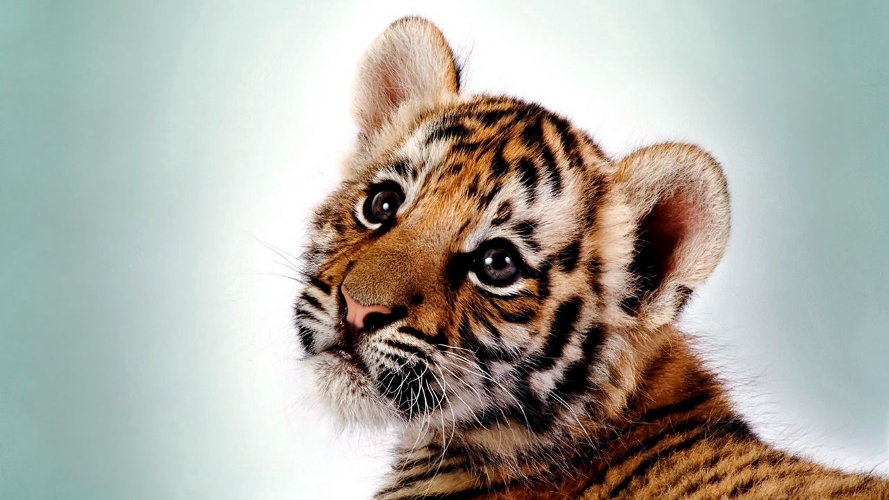 Wallpaper tiger, kitten, big cat, cub, predator