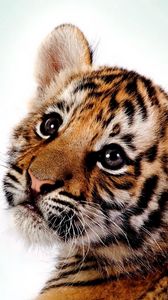 Preview wallpaper tiger, kitten, big cat, cub, predator