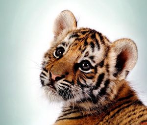 Preview wallpaper tiger, kitten, big cat, cub, predator