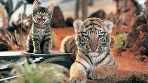 Preview wallpaper tiger, kitten, cat, cry, open mouth, lying