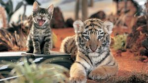 Preview wallpaper tiger, kitten, cat, cry, open mouth, lying