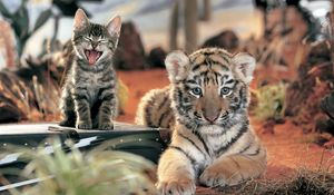 Preview wallpaper tiger, kitten, cat, cry, open mouth, lying