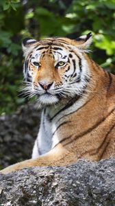 Preview wallpaper tiger, lanes, glance, predator, animal