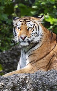 Preview wallpaper tiger, lanes, glance, predator, animal