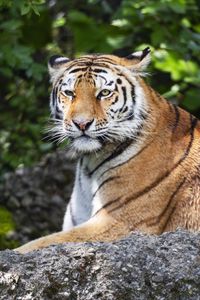 Preview wallpaper tiger, lanes, glance, predator, animal