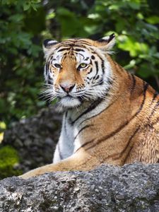 Preview wallpaper tiger, lanes, glance, predator, animal