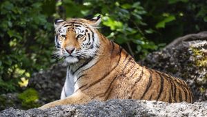 Preview wallpaper tiger, lanes, glance, predator, animal