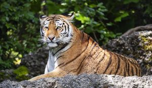 Preview wallpaper tiger, lanes, glance, predator, animal