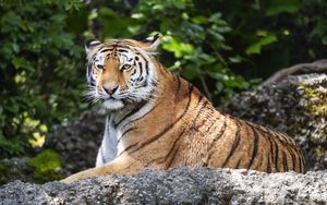Preview wallpaper tiger, lanes, glance, predator, animal