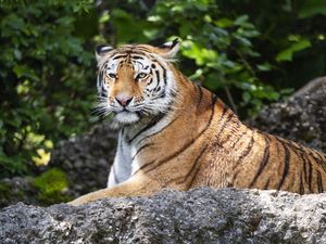 Preview wallpaper tiger, lanes, glance, predator, animal