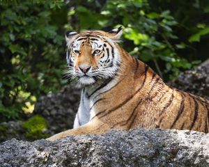 Preview wallpaper tiger, lanes, glance, predator, animal