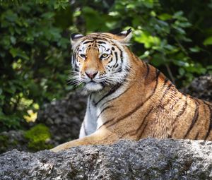 Preview wallpaper tiger, lanes, glance, predator, animal