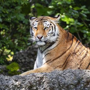 Preview wallpaper tiger, lanes, glance, predator, animal
