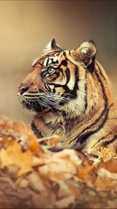Preview wallpaper tiger, leaves, fall, down, face