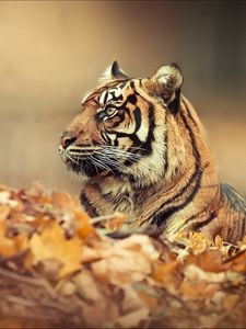 Preview wallpaper tiger, leaves, fall, down, face