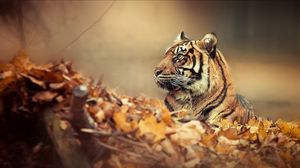 Preview wallpaper tiger, leaves, fall, down, face